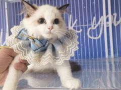 -喵百万·布偶·蓝金金渐层英短·猫舍(百子湾店)