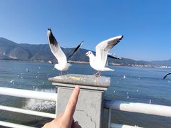 -滇池海埂公园