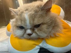 -瑞派宠物医院·犬猫全科·猫友好(宾水西道店)