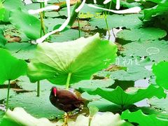-荔湾湖公园