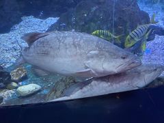 -烟台海昌鲸鲨海洋公园