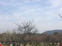 -香雪海