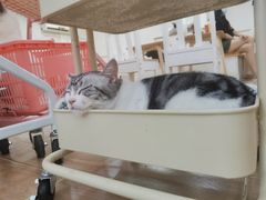 -李小姐の猫咖啡馆(五角场店)