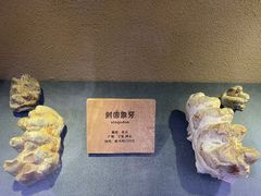 -陕西自然博物馆