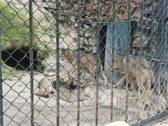 -大连森林动物园