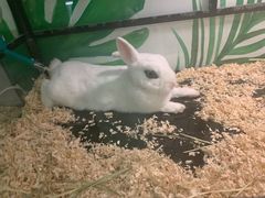 -藦茜花园宠物主题亲子互动体验馆(国顺东路店)