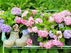 -上海共青森林公园