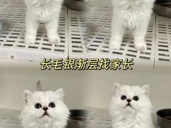 -lincat·猫舍(广州店)