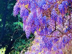 -西南交通大学(九里校区)