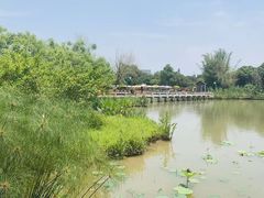 -大湾区中央湿地公园