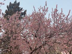 -桃花堤公园