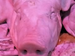 -岳各庄批发市场(西四环中路店)