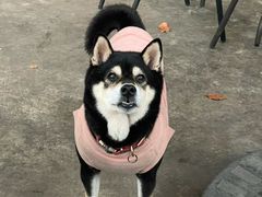-柴犬高等学院·狗咖·柴犬售卖·宠物训练