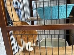 -四月宠物医院·猫专科·心脏专科·内科(转塘店)
