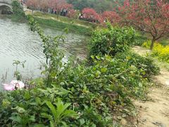 -南国桃园旅游度假区