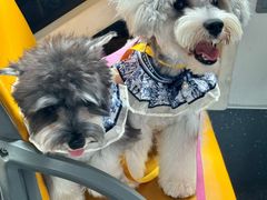 -帕帕拉兹宠物(亚洲旗舰店)