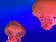 -太平洋海底世界