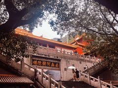 -深圳仙湖植物园