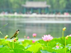-莲花池公园