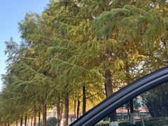 -黄海国家森林公园