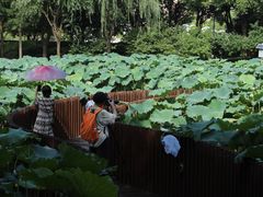 -陈家山荷花公园