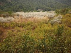-广州市流溪河国家森林公园
