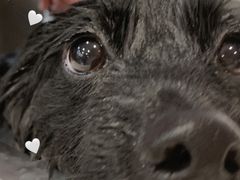 -Oh My Dog宠物沙龙(伊珊娜皮毛护理店)