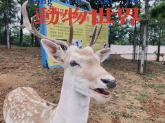-秦皇岛野生动物园