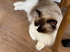 -有猫主题·治愈系猫咖(曾厝垵店)