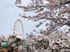 -顾村公园