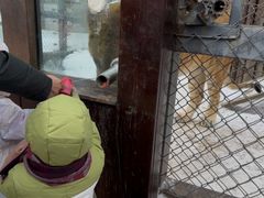 -横道河子东北虎林园