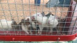 -萌宠亲子动物乐园(槐房万达店)