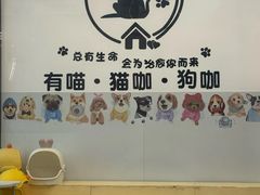 -有喵·猫咖·狗咖·30几只猫10只小狗(岗厦店)