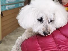 -美联众合动物医院·24h转诊中心