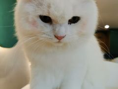 -飞行喵MR PILOT|猫舍·猫咖(静安大融城店)