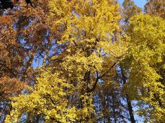 -冶春茶社(星汉大厦店)