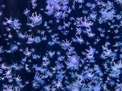 -海合安天津极地海洋公园