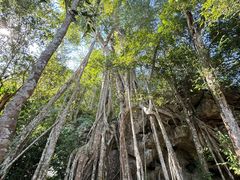 -中国科学院西双版纳热带植物园