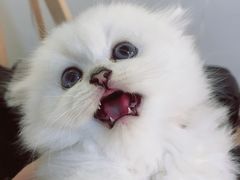 -喵zoo家庭繁育猫舍(尖东智能花园店)
