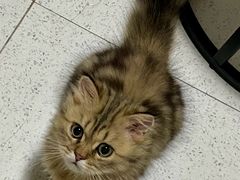 -瑞派康怡24h宠物医院·犬猫医疗中心·微创绝育(瑞景分院)