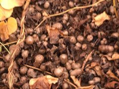 -解家河南菜(商鼎路店)