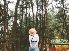 -铁山坪森林公园