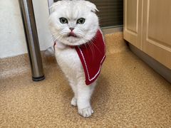 -芭比堂宠物医院·全科爱猫医院·仁德分院