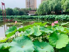 -陈家山荷花公园