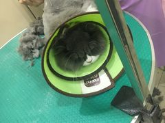 -佳雯宠物医院(四明中路分院)