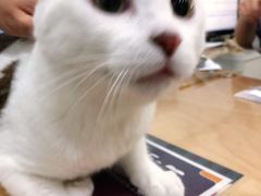 -伟伟宠物医院·CT影像中心·瑞派犬猫综合性门诊(汉口总院)