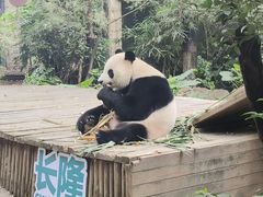 -广州长隆野生动物世界