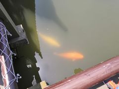 -西湖游船