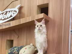 -袖虎·猫馆(体育西路店)