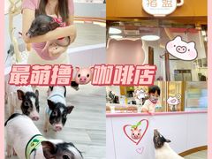 -猪盟咖啡店(玖洲道店)